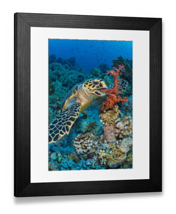 Framed Print : Hawksbill turtle (Eretmochelys imbricata) feeding on red soft coral (Dendronepthya sp Framed Print : Hawksbill turtle (Eretmochelys imbricata) feeding on red soft coral (Dendronepthya sp