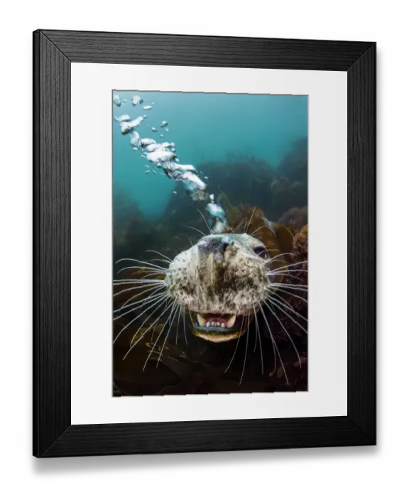 Framed Print : Grey seal (Halichoerus grypus) young female opens her mouth Framed Print : Grey seal (Halichoerus grypus) young female opens her mouth