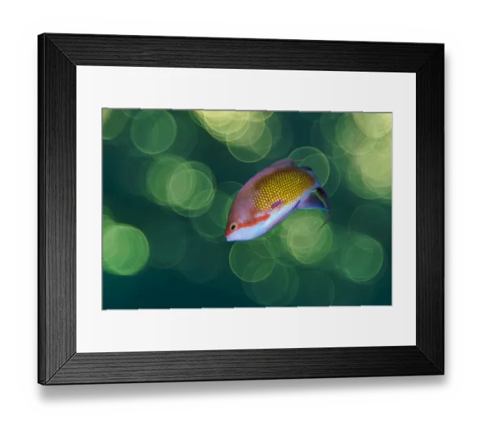 Framed Print : RF - Shallow depth of field portrait of male Scalefin anthia (Pseudanthias squamipinnis) Framed Print : RF - Shallow depth of field portrait of male Scalefin anthia (Pseudanthias squamipinnis)