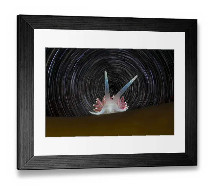 Framed Print : Portrait of a Nudibranch (Flabellina pellucida) on a kelp frond with star trails Framed Print : Portrait of a Nudibranch (Flabellina pellucida) on a kelp frond with star trails