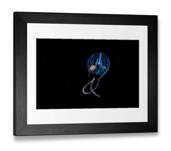 Framed Print : Amphipod travelling on sea gooseberry (Ctenophora) Browning Pass, Vancouver Island Framed Print : Amphipod travelling on sea gooseberry (Ctenophora) Browning Pass, Vancouver Island