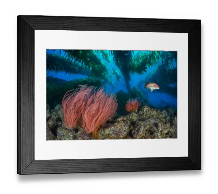 Framed Print : Red gorgonians (Lophogorgia chilensis) growing beneath a Giant kelp (Macrocystis pyrifera) forest Framed Print : Red gorgonians (Lophogorgia chilensis) growing beneath a Giant kelp (Macrocystis pyrifera) forest