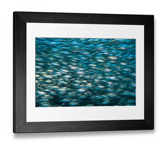 Framed Print : Green jacks (Caranx caballus) long exposure, La Paz, Mexico. Gulf of California, Sea of Cortez Framed Print : Green jacks (Caranx caballus) long exposure, La Paz, Mexico. Gulf of California, Sea of Cortez