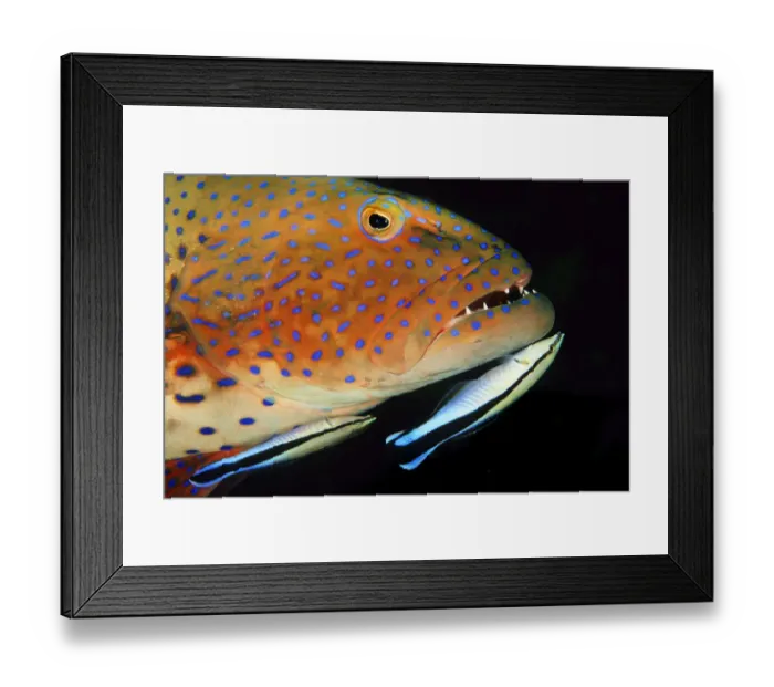 Framed Print : RF - Roving coralgrouper (Plectropomus pessuliferus) is cleaned by Bluestreak cleaner wrasse Framed Print : RF - Roving coralgrouper (Plectropomus pessuliferus) is cleaned by Bluestreak cleaner wrasse