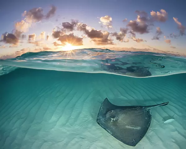 RF - Southern stingray (Dasyatis americana) swimming over sand in shallow water at dawn, Cayman Islands, Caribbean Sea