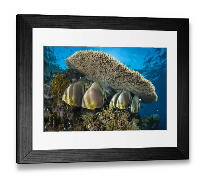Framed Print : Group of Circular spadefish (Platax orbicularis) gather at a cleaning station beneath a Framed Print : Group of Circular spadefish (Platax orbicularis) gather at a cleaning station beneath a