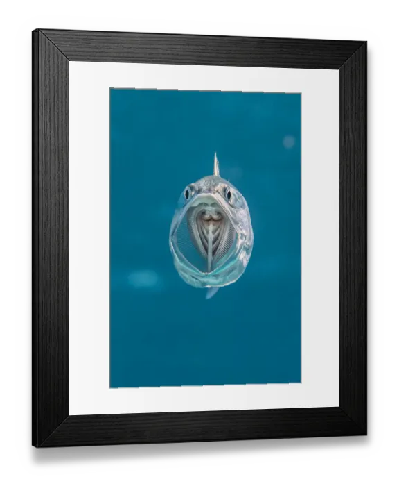 Framed Print : Striped mackerel (Rastrelliger kanagurta) mouth wide open as it swims through the water Framed Print : Striped mackerel (Rastrelliger kanagurta) mouth wide open as it swims through the water