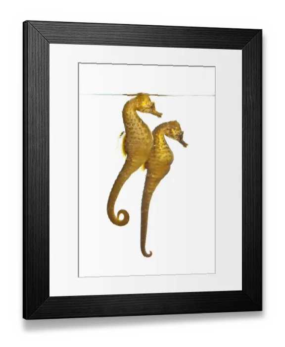 Framed Print : A pair of captive Common / Short snouted seahorses (Hippocampus hippocampus) in aquarium Framed Print : A pair of captive Common / Short snouted seahorses (Hippocampus hippocampus) in aquarium