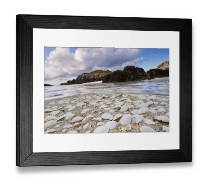 Framed Print : Mollusc shells washed up on a beach in the Cairns of Coll, Island of Coll, Inner Hebrides Framed Print : Mollusc shells washed up on a beach in the Cairns of Coll, Island of Coll, Inner Hebrides