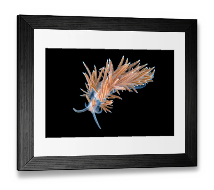 Framed Print : Nudibranch (Flabellina lineata) photographed in the field aquarium, Gulen, Norway Framed Print : Nudibranch (Flabellina lineata) photographed in the field aquarium, Gulen, Norway