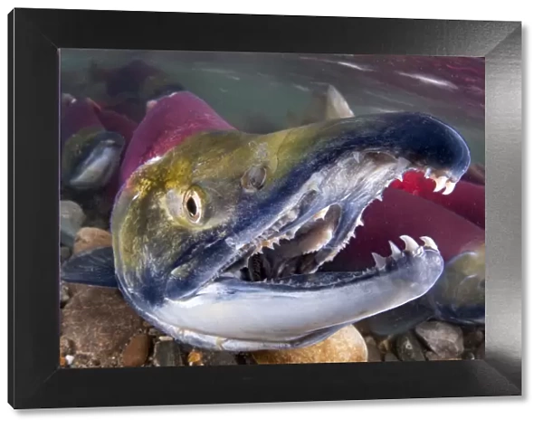 Portrait of Male Sockeye salmon (Oncorhynchus nerka) showing teeth. Adams River, British Columbia