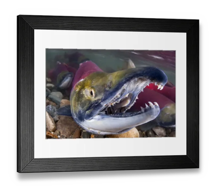 Framed Print : Portrait of Male Sockeye salmon (Oncorhynchus nerka) showing teeth. Adams River, British Columbia