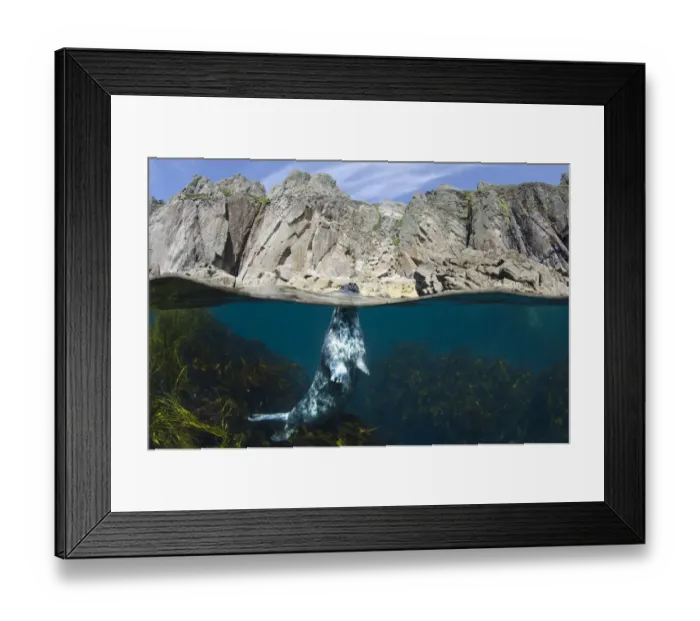 Framed Print : Grey seal (Halichoerus grypus) surfacing beneath cliffs, Lundy Island, Devon, UK, June Framed Print : Grey seal (Halichoerus grypus) surfacing beneath cliffs, Lundy Island, Devon, UK, June