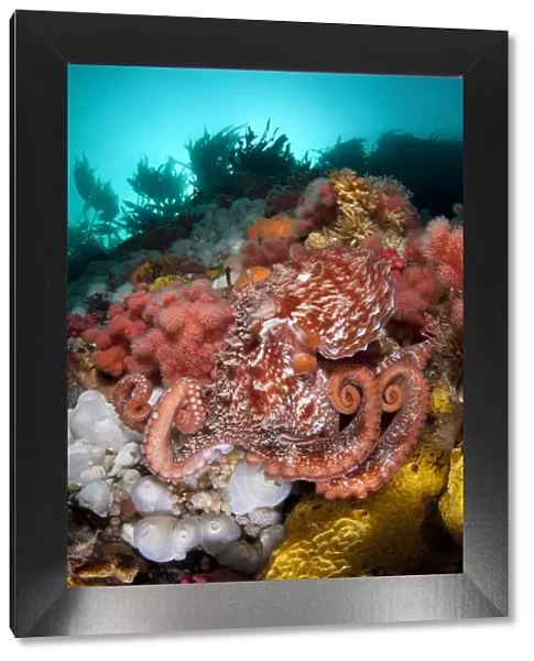 Pacific giant octopus (Enteroctopus dofleini) hunts for food on a colourful reef in Browning Pass