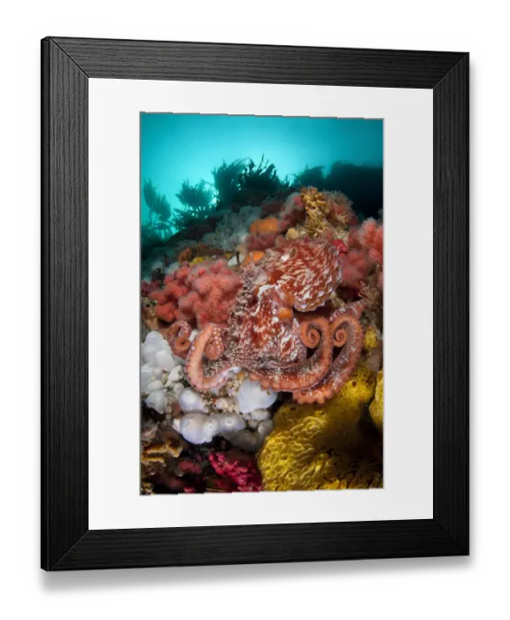 Framed Print : Pacific giant octopus (Enteroctopus dofleini) hunts for food on a colourful reef in Browning Pass Framed Print : Pacific giant octopus (Enteroctopus dofleini) hunts for food on a colourful reef in Browning Pass
