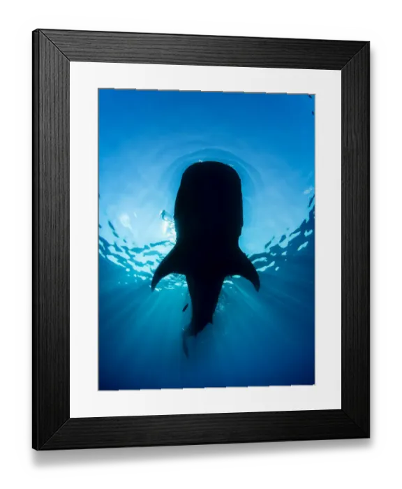 Framed Print : Whale shark (Rhincodon typus) silhouette, feeding on floating fish eggs (not visible) Framed Print : Whale shark (Rhincodon typus) silhouette, feeding on floating fish eggs (not visible)