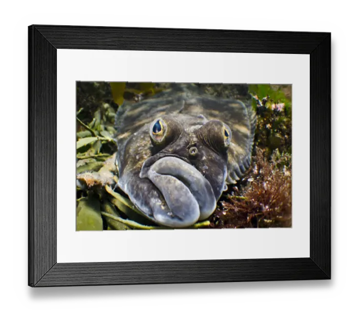 Framed Print : Lemon sole (Microstomus kitt) portrait amongst seaweeds. Gardur, south west Iceland Framed Print : Lemon sole (Microstomus kitt) portrait amongst seaweeds. Gardur, south west Iceland