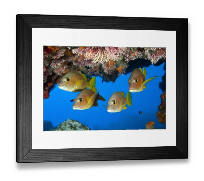 Framed Print : Schoolmaster snapper (Lutjanus apodus) school, under a coral ledge, Snapper Hole Framed Print : Schoolmaster snapper (Lutjanus apodus) school, under a coral ledge, Snapper Hole