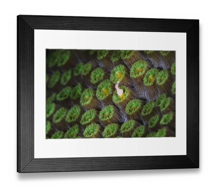 Framed Print : A Mountainous star coral (Montastraea faveolata) spawning at night, with gamete bundle Framed Print : A Mountainous star coral (Montastraea faveolata) spawning at night, with gamete bundle