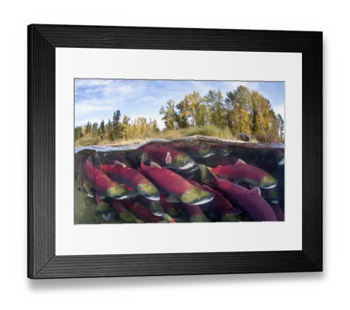 Framed Print : A split level photo of group of Sockeye salmon (Oncorhynchus nerka