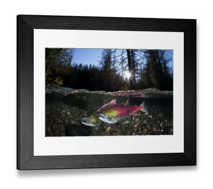 Framed Print : Pair of Sockeye salmon (Oncorhynchus nerka) on their redd in a shallow stream Framed Print : Pair of Sockeye salmon (Oncorhynchus nerka) on their redd in a shallow stream