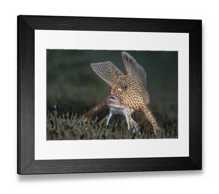 Framed Print : Spotted handfish (Brachionichthys hirsutus) portrait, Derwent River estuary, Hobart Framed Print : Spotted handfish (Brachionichthys hirsutus) portrait, Derwent River estuary, Hobart