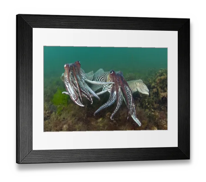 Framed Print : Two male Common cuttlefish (Sepia officinalis) compete for a female (on right) during courtship Framed Print : Two male Common cuttlefish (Sepia officinalis) compete for a female (on right) during courtship