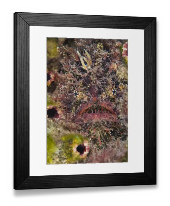 Framed Print : Tassled anglerfish (Rhycherus filamentosus) is almost perfectly camouflaged as it Framed Print : Tassled anglerfish (Rhycherus filamentosus) is almost perfectly camouflaged as it