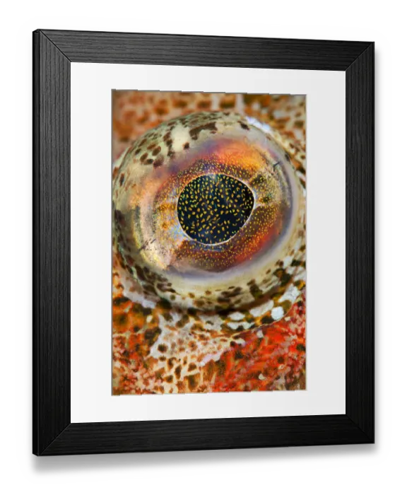 Framed Print : Eye detail of Red Irish lord (Hemilepidotus hemilepidotus). Browning Pass, Port Hardy Framed Print : Eye detail of Red Irish lord (Hemilepidotus hemilepidotus). Browning Pass, Port Hardy