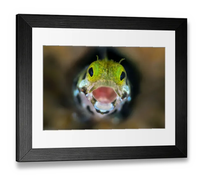 Framed Print : Secretary blenny (Acanthemblemari maria) yawns as it peers out from a hole in the reef Framed Print : Secretary blenny (Acanthemblemari maria) yawns as it peers out from a hole in the reef