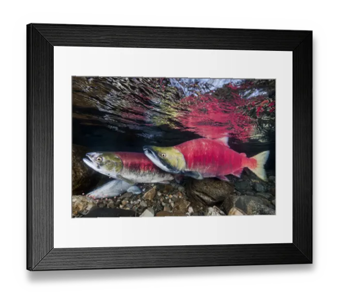 Framed Print : A female (in front) and male Sockeye salmon (Oncorhynchus nerka