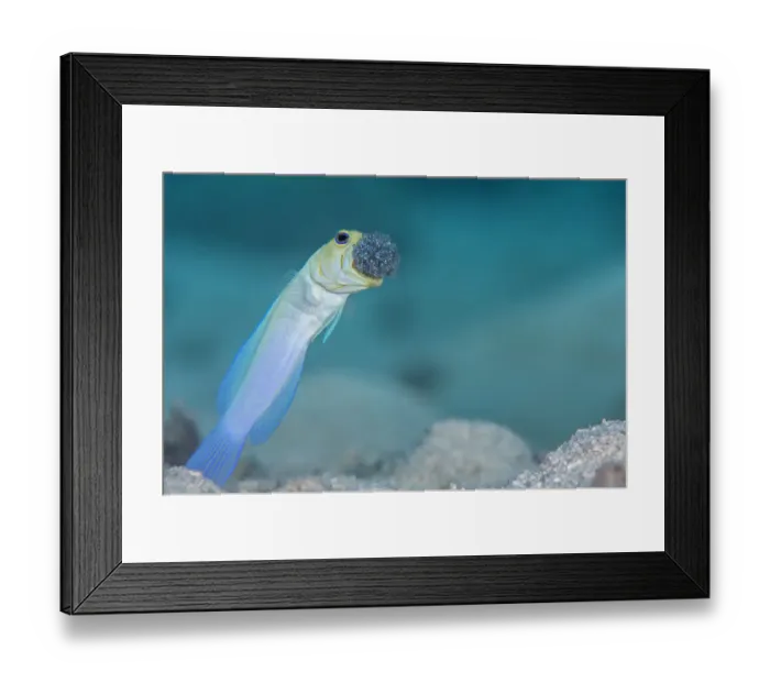 Framed Print : Male Yellow-headed jawfish (Opistognathus aurifrons) blows out the clutch of eggs Framed Print : Male Yellow-headed jawfish (Opistognathus aurifrons) blows out the clutch of eggs