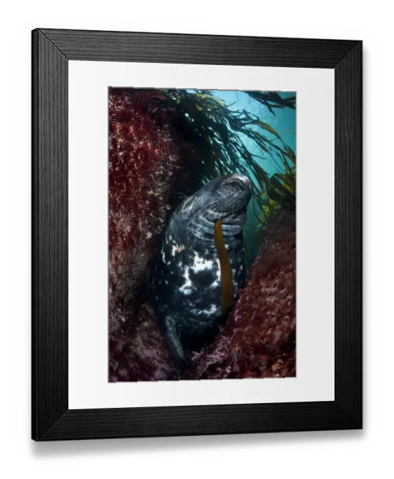 Framed Print : Large bull (male) Grey seal (Halichoerus grypus) chewing on a blade of kelp, resting
