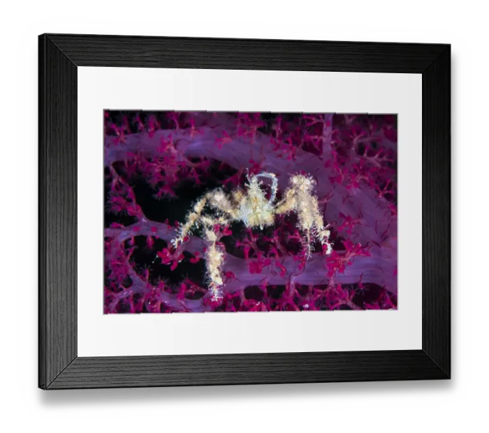 Framed Print : Spiny spider crab (Achaeus spinosus) reaching up and scratching its head, while climbing Framed Print : Spiny spider crab (Achaeus spinosus) reaching up and scratching its head, while climbing