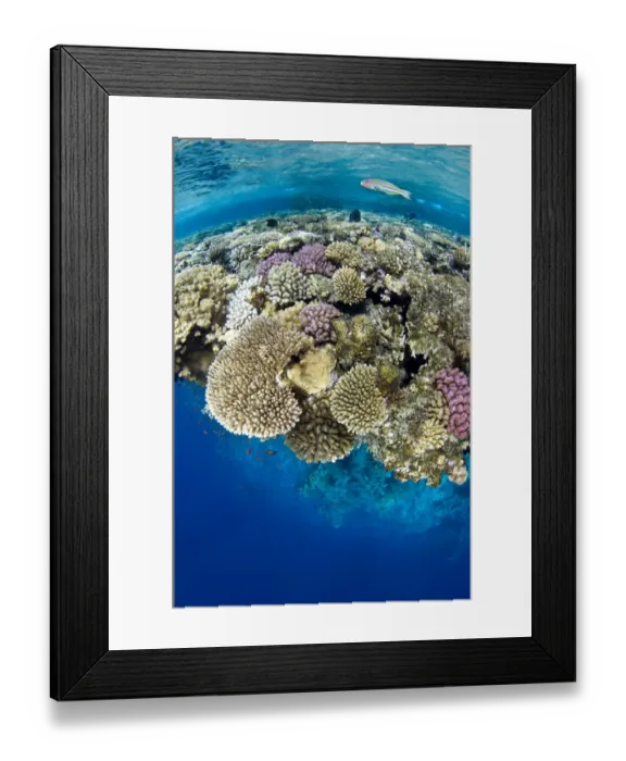 Framed Print : Klunzingers wrasse (Thalassoma klunzingeri) swimming over the edge of fringing Framed Print : Klunzingers wrasse (Thalassoma klunzingeri) swimming over the edge of fringing