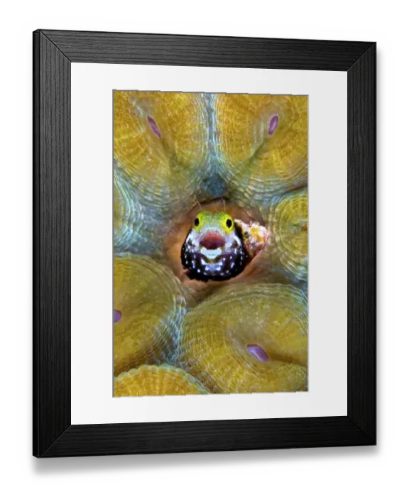 Framed Print : Secretary blenny (Acanthemblemaria maria) making a home in a deserved worm tube of Framed Print : Secretary blenny (Acanthemblemaria maria) making a home in a deserved worm tube of