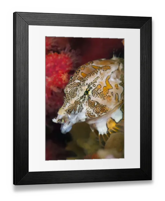 Framed Print : Portrait of a Grunt sculpin (Rhamphocottus richardsonii) yawns as it moves through soft corals Framed Print : Portrait of a Grunt sculpin (Rhamphocottus richardsonii) yawns as it moves through soft corals