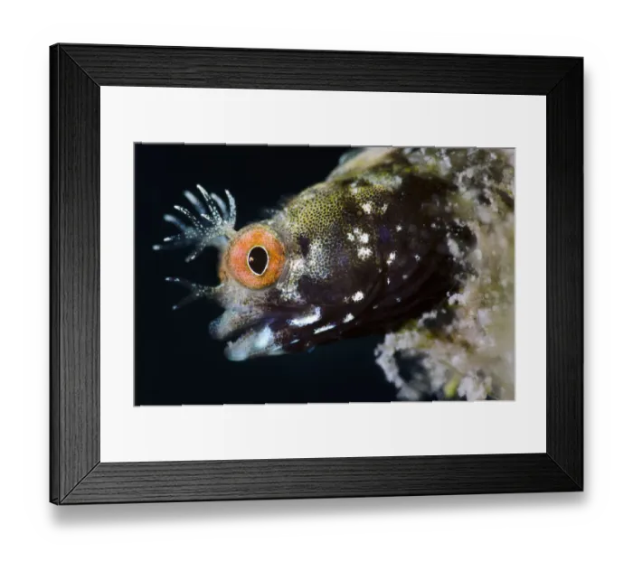Framed Print : Roughhead blenny (Acanthemblemaria aspera) male portrait. This species is very small Framed Print : Roughhead blenny (Acanthemblemaria aspera) male portrait. This species is very small