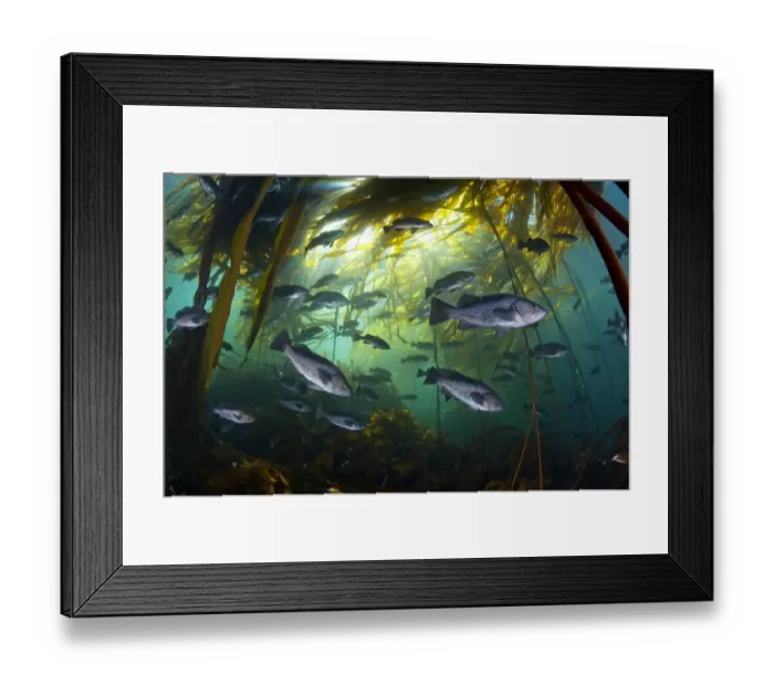 Framed Print : Black rockfish (Sebastes melanops) in bull kelp (Nereocystis luetkeana), Browning Pass Framed Print : Black rockfish (Sebastes melanops) in bull kelp (Nereocystis luetkeana), Browning Pass