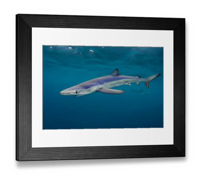 Framed Print : Blue sharks (Prionace glauca) cruise beneath the surface of the English Channel. Penzance Framed Print : Blue sharks (Prionace glauca) cruise beneath the surface of the English Channel. Penzance