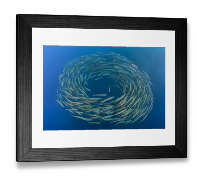 Framed Print : RF- School of Blackfin barracuda (Sphyraena qenie) forming circle in open water at Shark Reef Framed Print : RF- School of Blackfin barracuda (Sphyraena qenie) forming circle in open water at Shark Reef