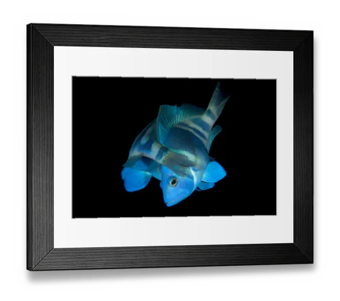 Framed Print : Indigo hamlets (Hypoplectrus indigo) pair spawning at dusk, George Town, Grand Cayman Framed Print : Indigo hamlets (Hypoplectrus indigo) pair spawning at dusk, George Town, Grand Cayman