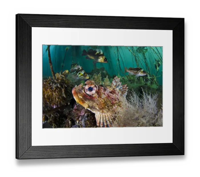 Framed Print : Red Irish lord (Hemilepidotus hemilepidotus) hides on the sebed, with Quillback rockfish Framed Print : Red Irish lord (Hemilepidotus hemilepidotus) hides on the sebed, with Quillback rockfish