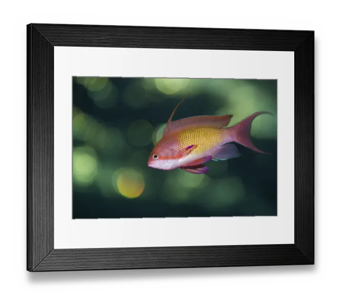 Framed Print : Portrait of male Scalefin anthias (Pseudanthias squamipinnis) swimming in open water Framed Print : Portrait of male Scalefin anthias (Pseudanthias squamipinnis) swimming in open water