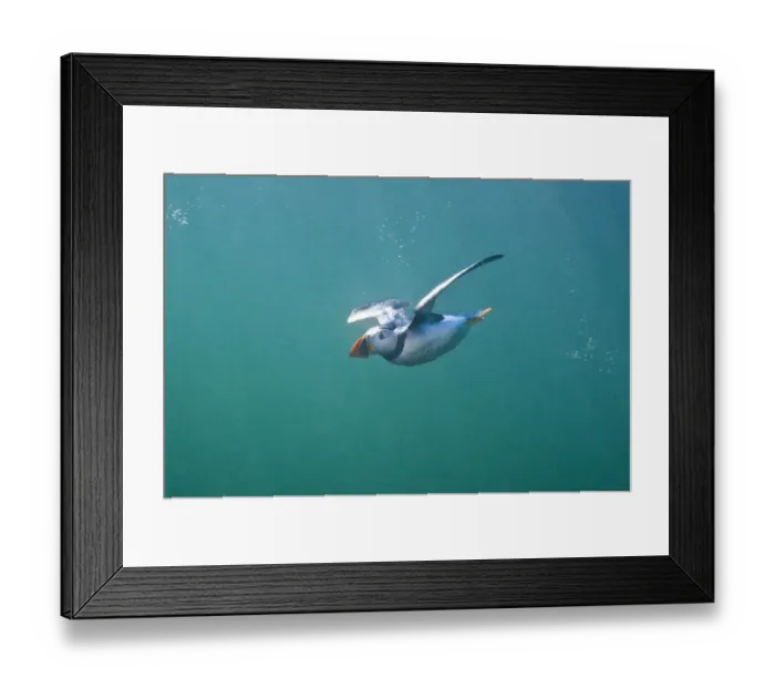 Framed Print : Puffin (Fratercula arctica) swimming underwater, Farne Islands, Northumberland, UK Framed Print : Puffin (Fratercula arctica) swimming underwater, Farne Islands, Northumberland, UK