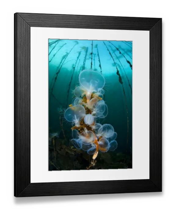 Framed Print : Hooded nudibranchs (Melibe leonina) filter feeding beneath bull kelp Framed Print : Hooded nudibranchs (Melibe leonina) filter feeding beneath bull kelp