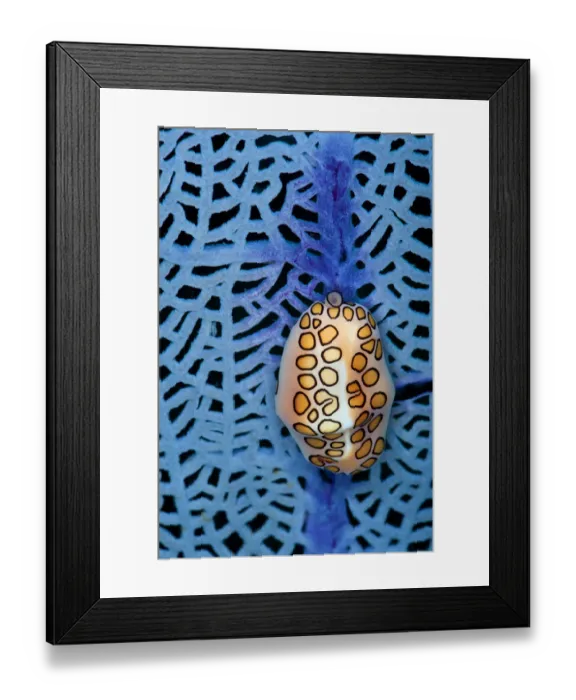 Framed Print : Flamingo tongue (Cyphoma gibbosum) feeding on a seafan (Gorgonia ventalina Framed Print : Flamingo tongue (Cyphoma gibbosum) feeding on a seafan (Gorgonia ventalina