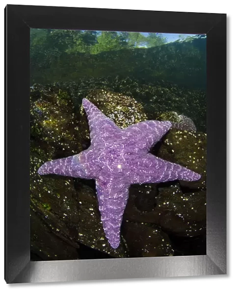 Purple sea star (Pisaster ochraceus) in shallow water beneath forest