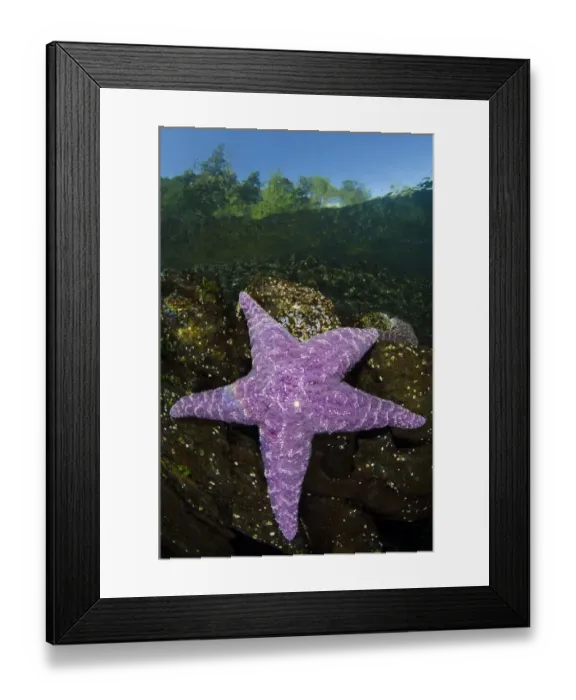 Framed Print : Purple sea star (Pisaster ochraceus) in shallow water beneath forest Framed Print : Purple sea star (Pisaster ochraceus) in shallow water beneath forest