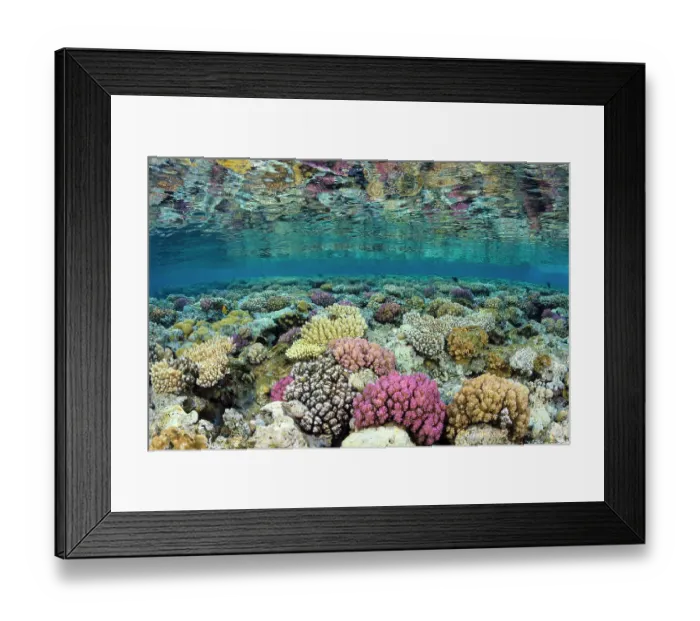 Framed Print : Shallow coral reef flat with corals (Pocillopora damicornis, Acropora humilis and Pocillopora verrucosa) in evening light. Gordon Reef, Strait of Tiran, Sinai, Egypt. Gulf of Aqaba, Red Sea Framed Print : Shallow coral reef flat with corals (Pocillopora damicornis, Acropora humilis and Pocillopora verrucosa) in evening light. Gordon Reef, Strait of Tiran, Sinai, Egypt. Gulf of Aqaba, Red Sea